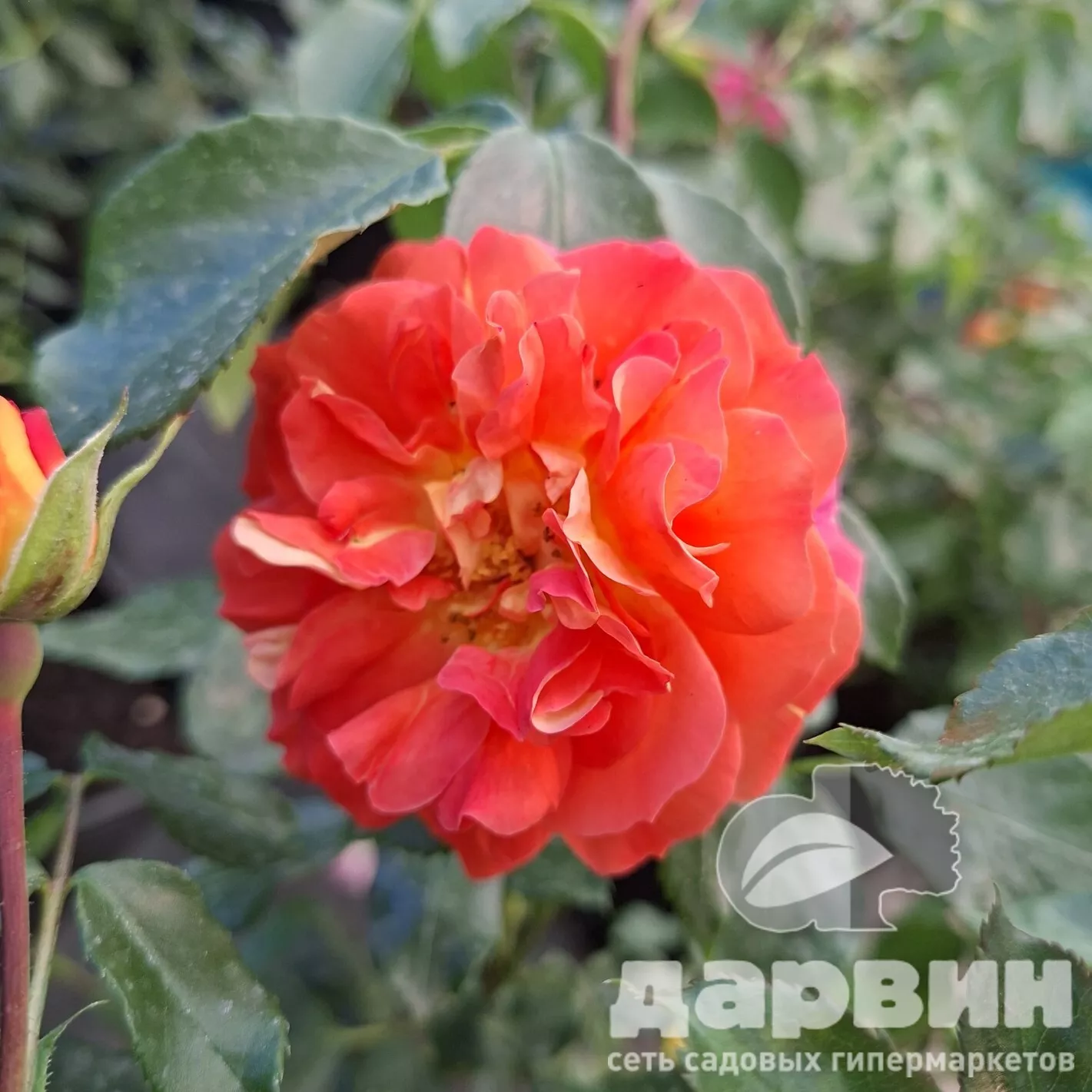 Роза флорибунда Братья Гримм v5 Lav 