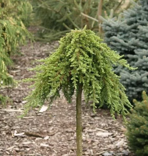 Можжевельник обыкновенный Гринмантл v5 на штамбе 90см 