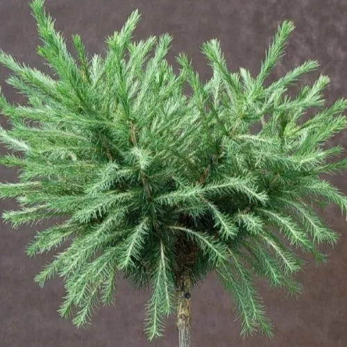 Растение лиственница европейская Корник на штамбе h 110 см C10 