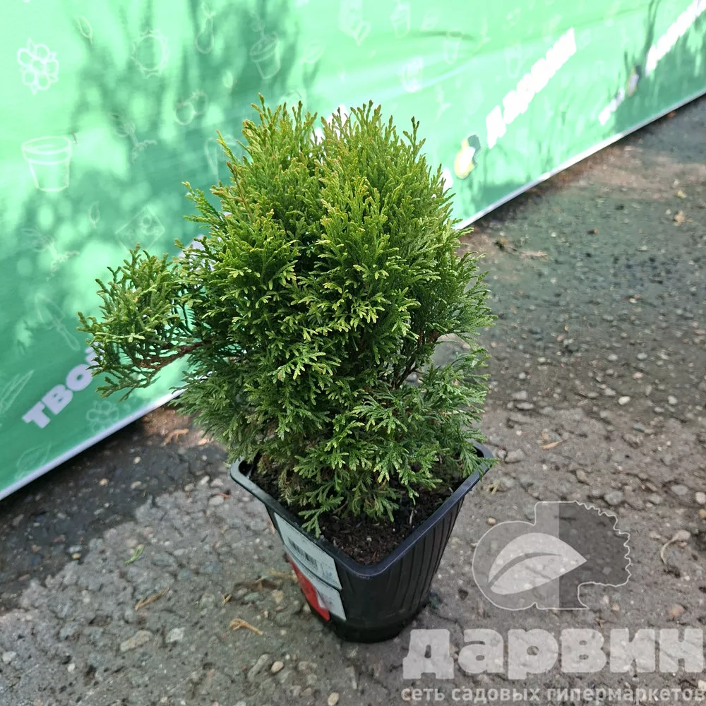 Туя западная Петит Смарагд v2 Lav 