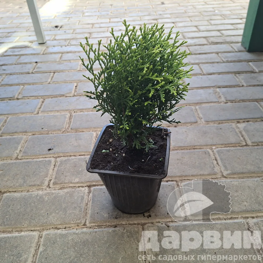 Туя западная Литл Джиант v2 Lav 