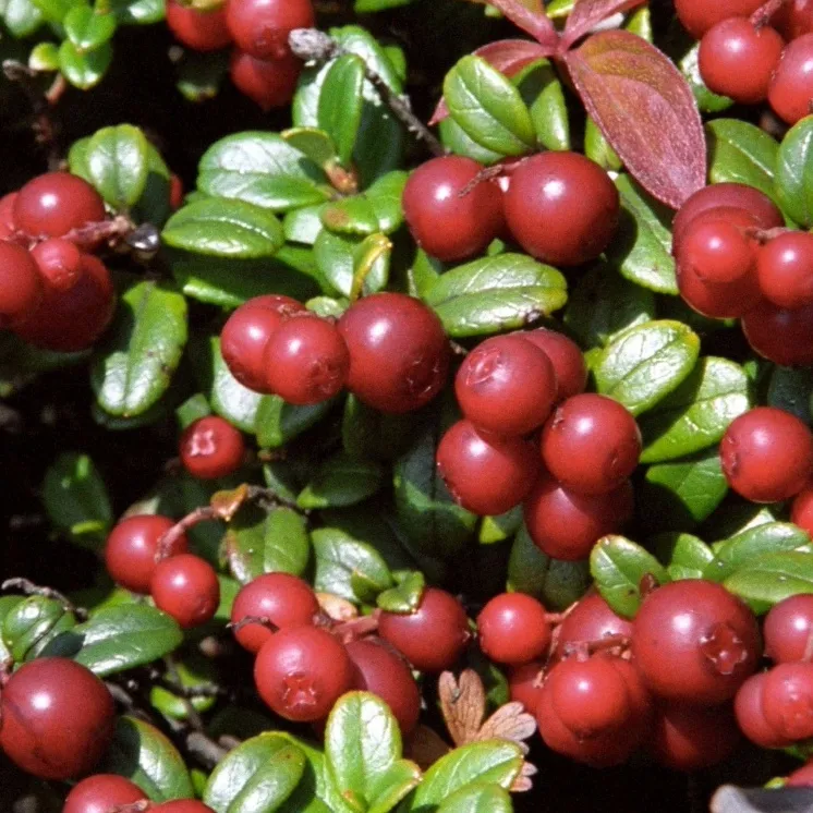 ОсновноеИзображение