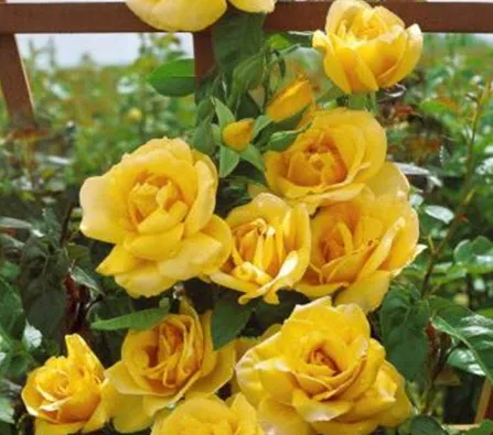 Роза плетистая Голдкрест в коробке AV 