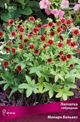 Корневище Лапчатка гибридная Монарх Вельвет 1шт Поиск 