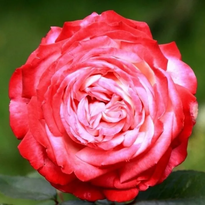 Роза чайно-гибридная Диссе v3 Lav 