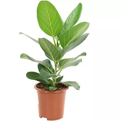 Фикус Бенджамина Одри d17 