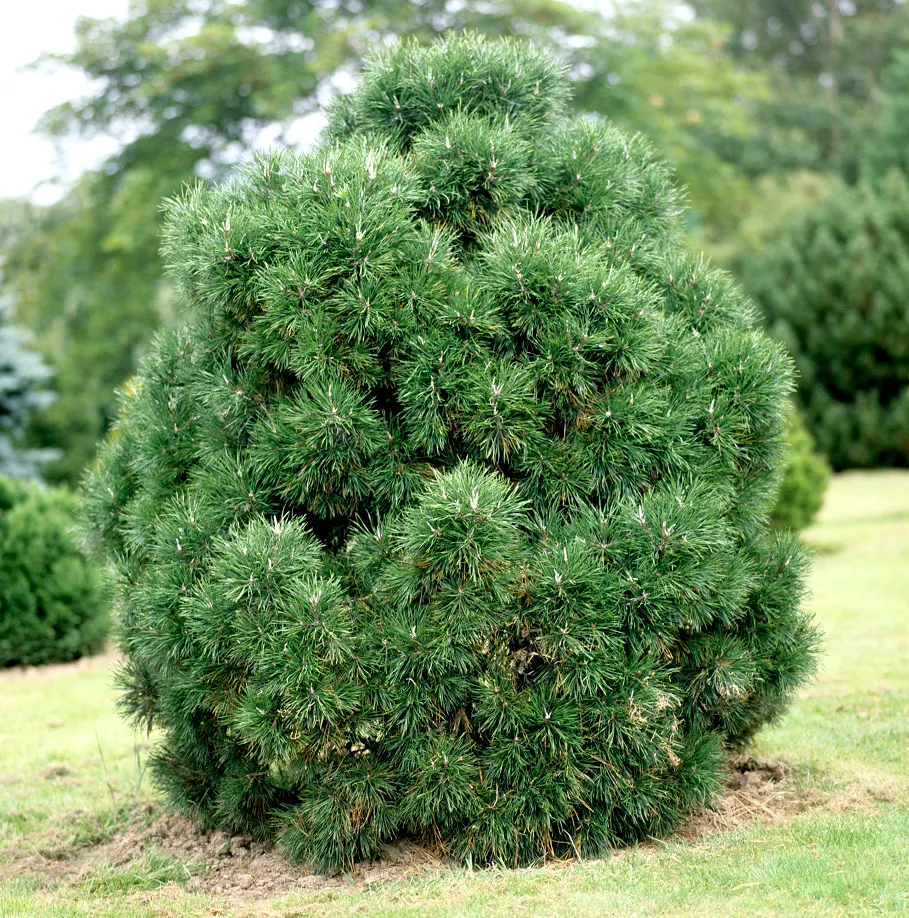 Растение сциадопитис мутовчатый С10/50-60 