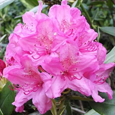 Рододендрон Гаага v2-3 Tim-FT 