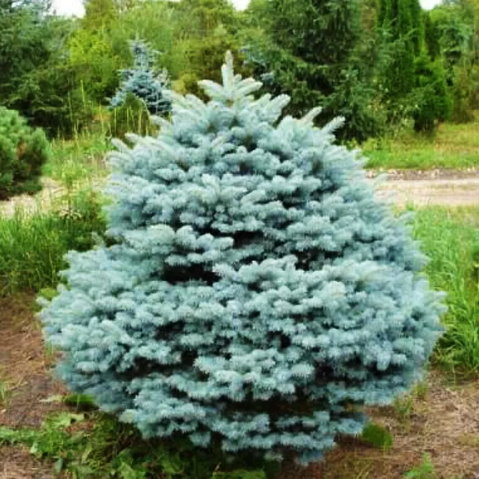 Растение ель колючая Зуем C20 40-50 cm Mt 