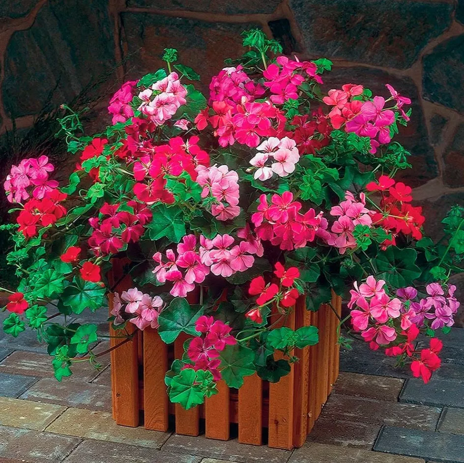 Пеларгония плющелистная в кашпо д21 ЦВ 