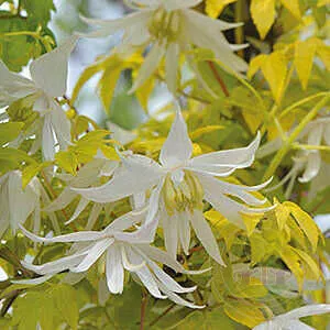 Клематис Люминос Сноу Р9 CL 