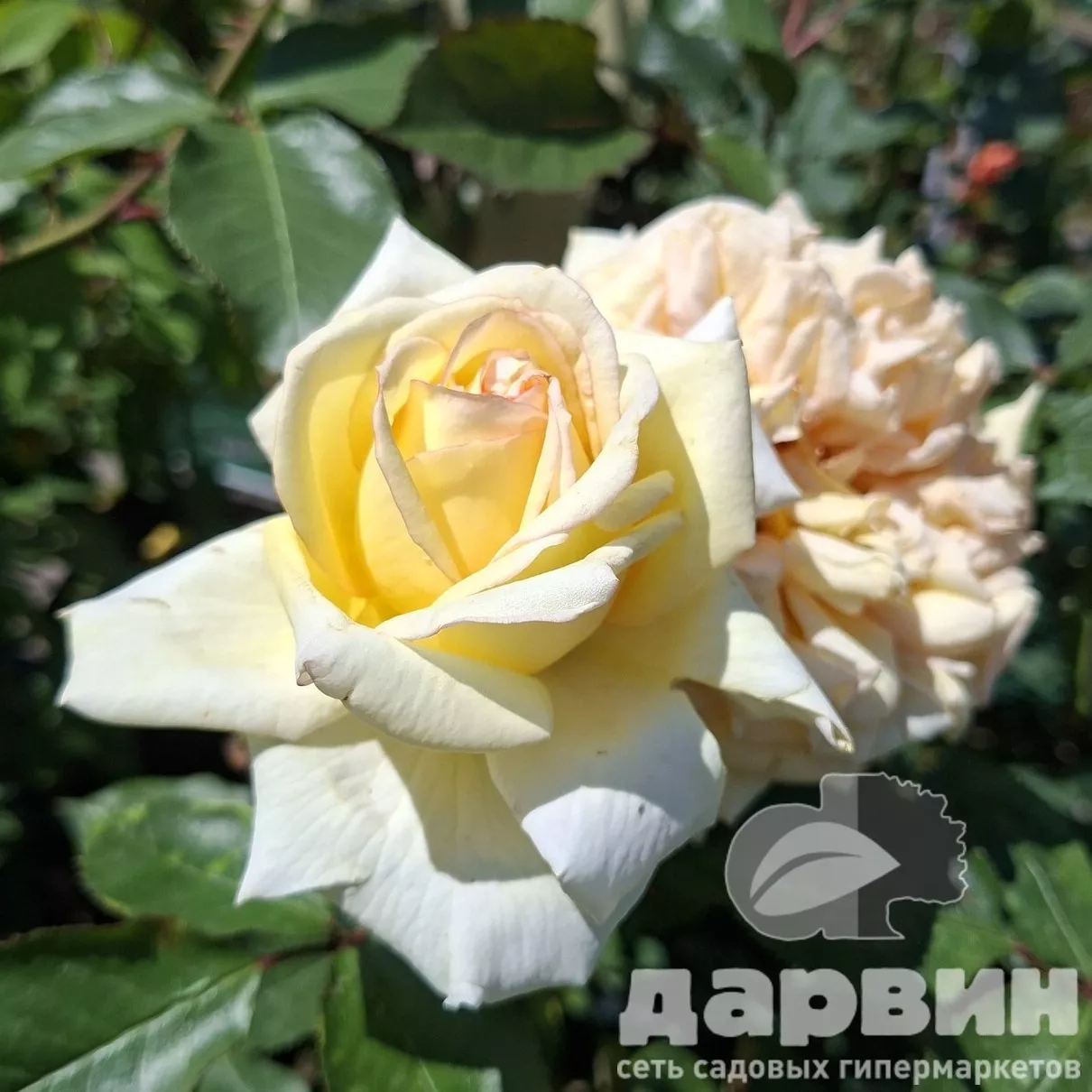 Роза парковая Нельсон Монфор v5 Lav 