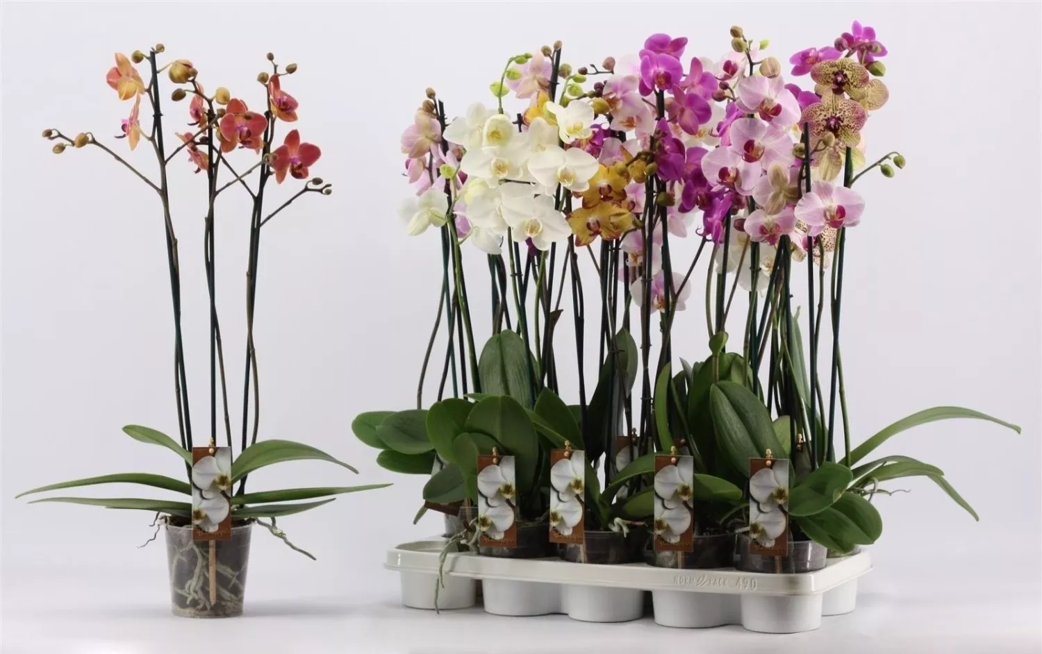 Фаленопсис Мультифлора 2 ст d12 h50 