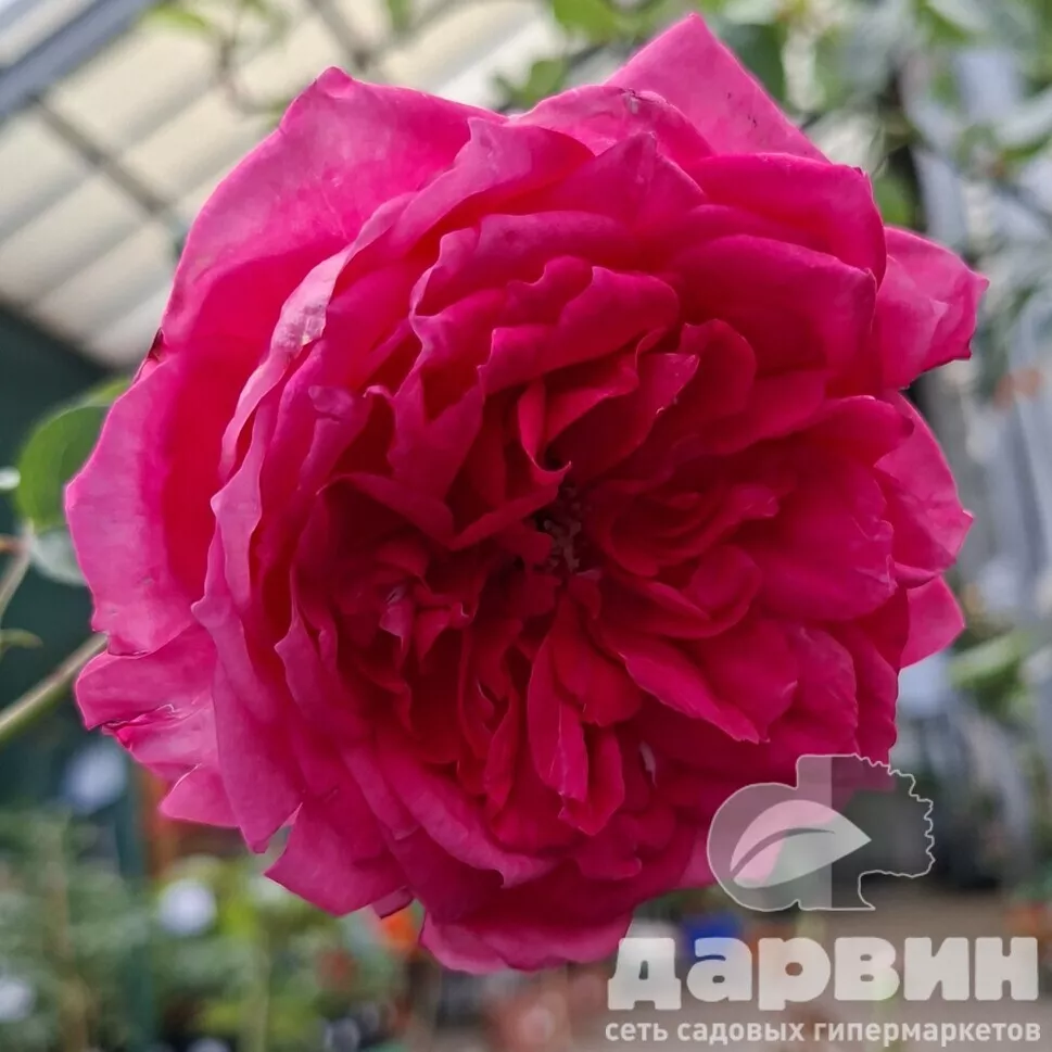 Роза плетистая Лагуна v5 Lav 