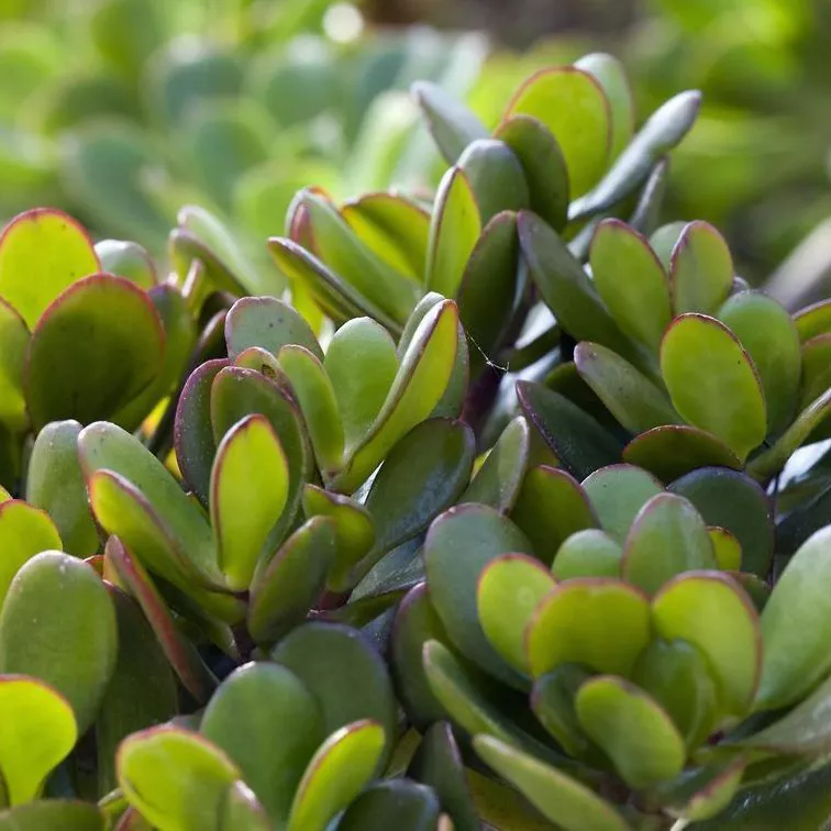 Толстянка d 12 ЕТК 