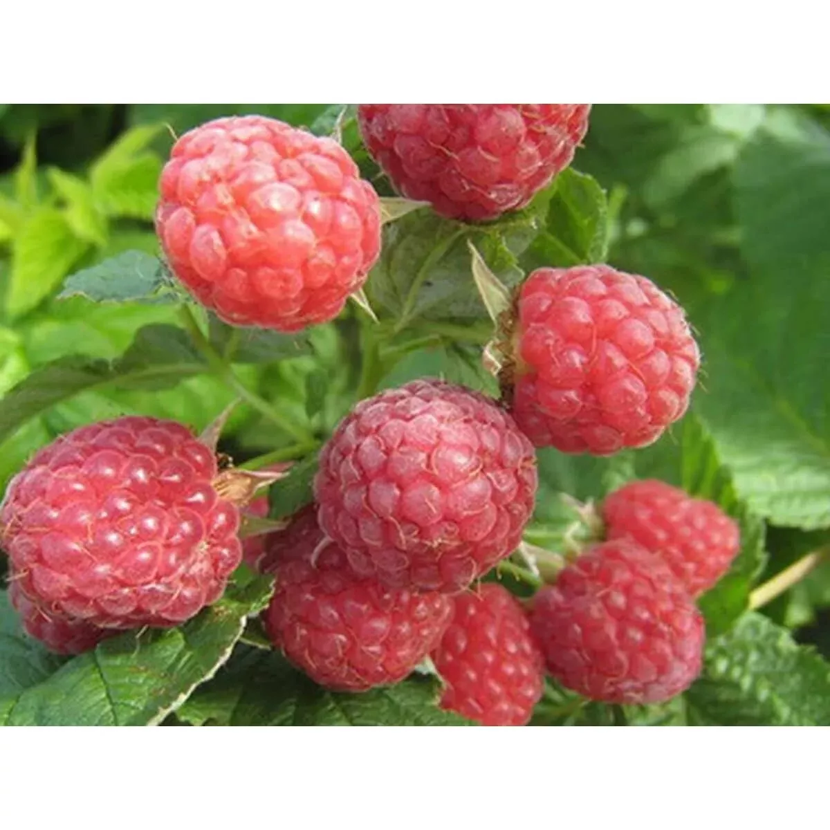 Малина Нежность, красная v5 Tim 