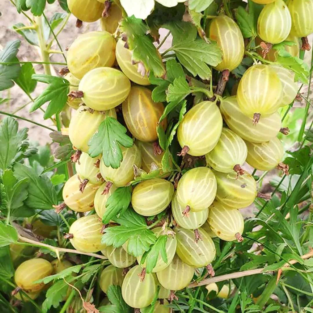 Крыжовник Куршу дзинтарс с2-с3  Nik 