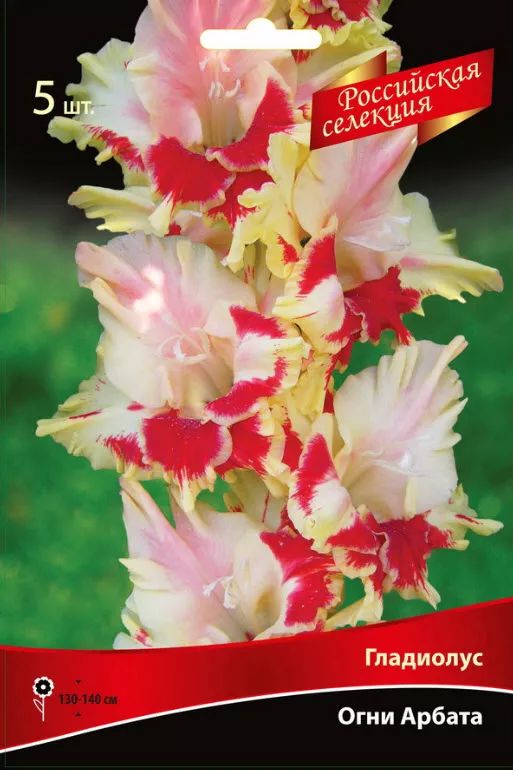 Луковица Гладиолус крупноцветковой Огни Арбата 10/12 5шт. Поиск 