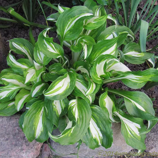 Хоста Медиовариегата v2 Lav 