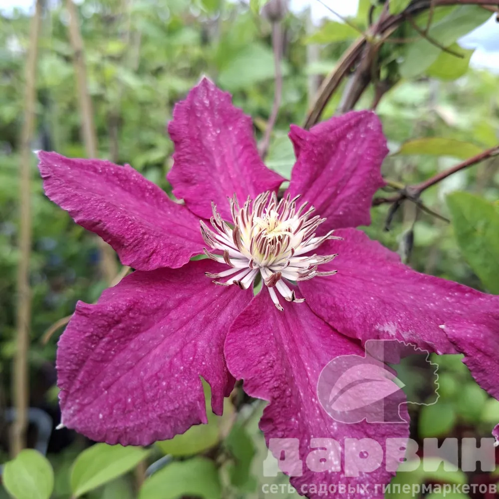 Клематис Эрнест Маркхам v2 CL 