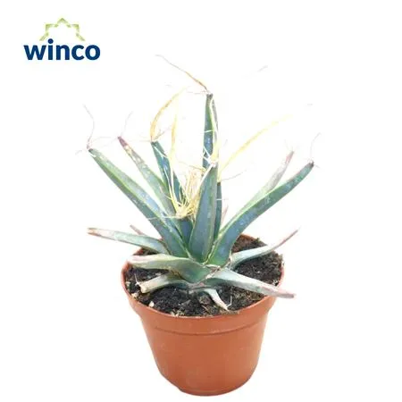 Лейхтенбергия Принципис d8 h15 