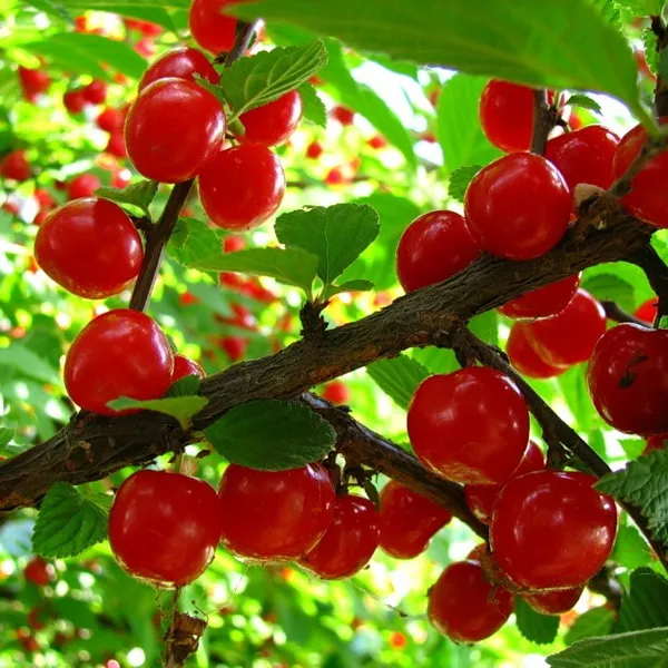 Вишня войлочная с2-3 ЦО 