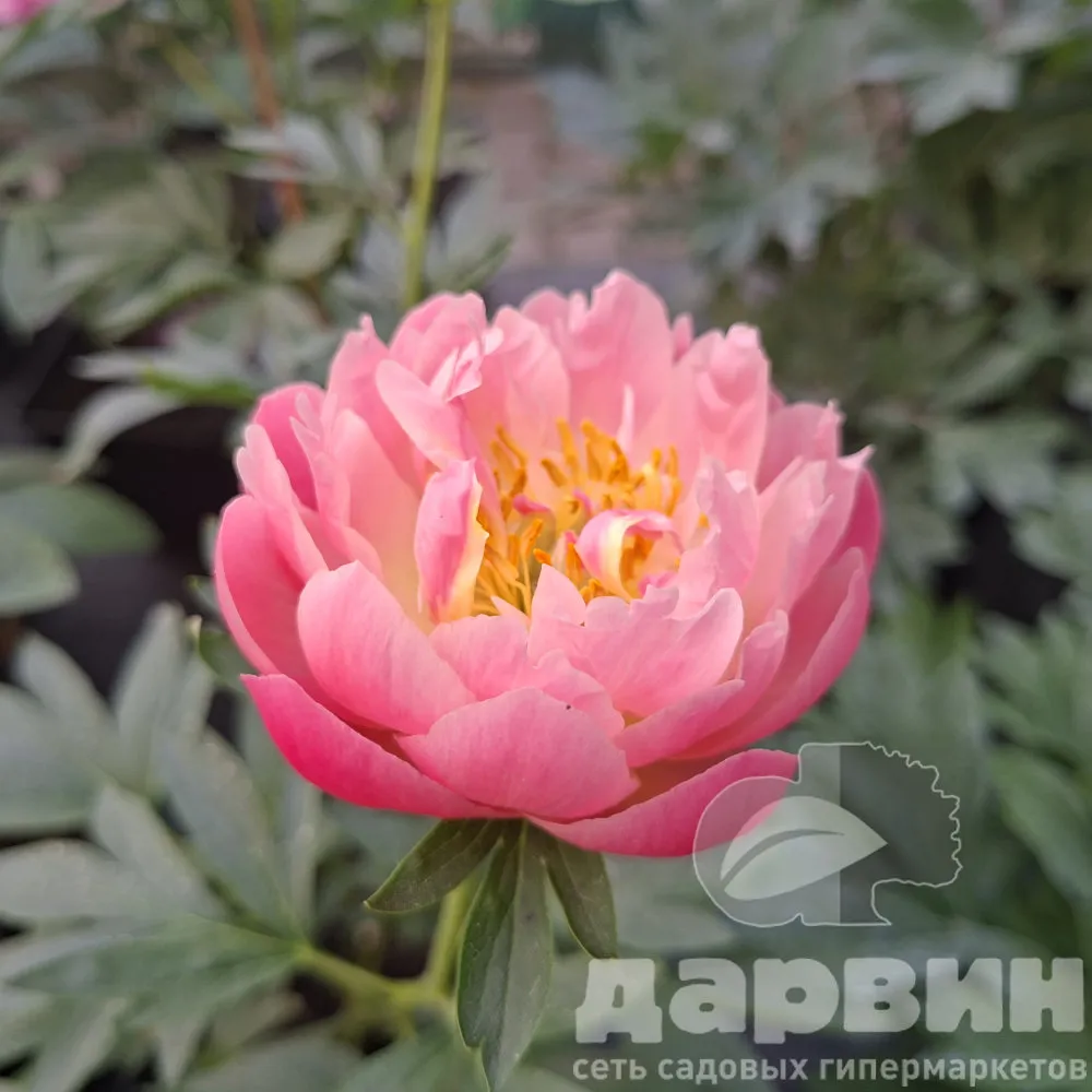Пион Пинк Гавайи Корал v5 Tim 