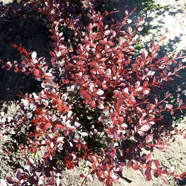 Барбарис тунберга Дартс Ред Леди v15 h30-40 UL 