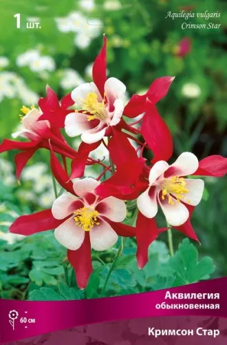 Кореневище Аквилегия обыкновенная Кримсон Стар 1шт Поиск 