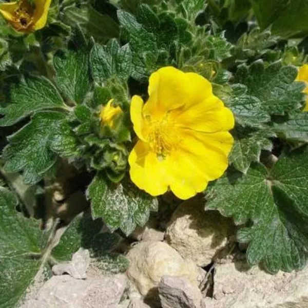 Лапчатка кустарниковая Алтайская, с5 