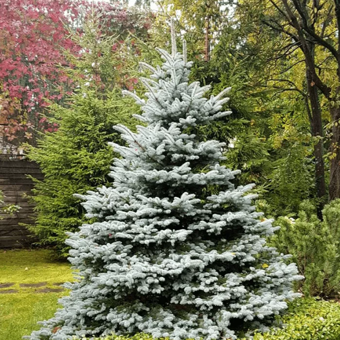 Ель колючая Фат Альберт v7,5 50-60 