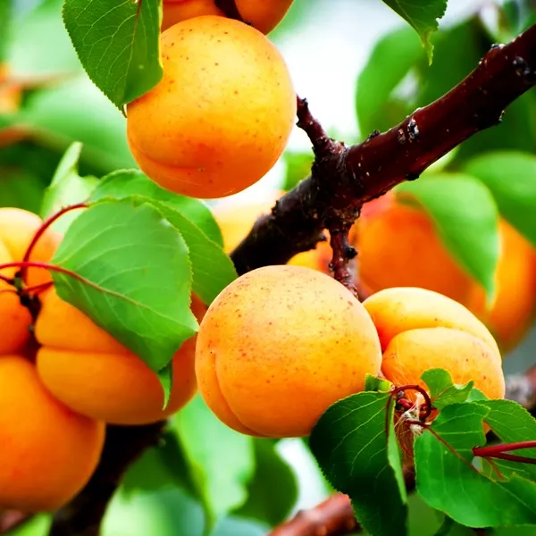 Абрикос С7 ЕГ 