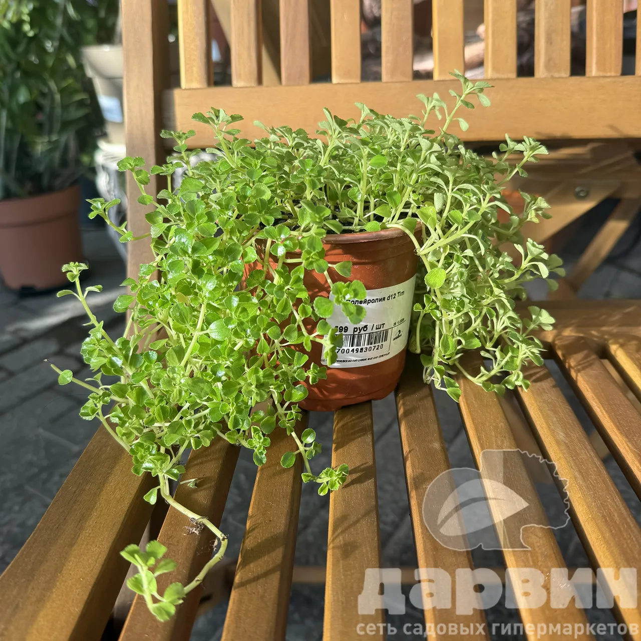 Солейролия d12 Tim 