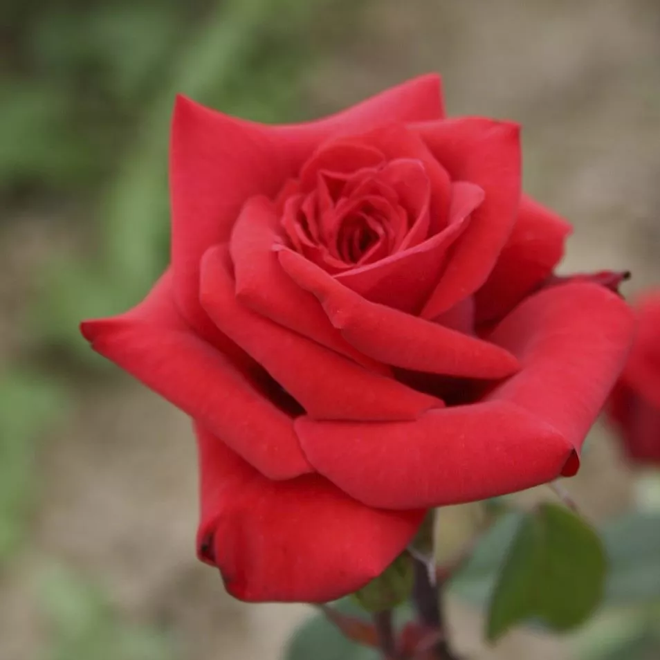 Роза чайно-гибридная Ред Берлин v5 Lav 