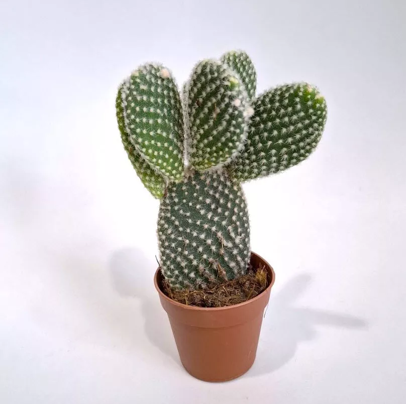 Опунция микродасус d6 h10 