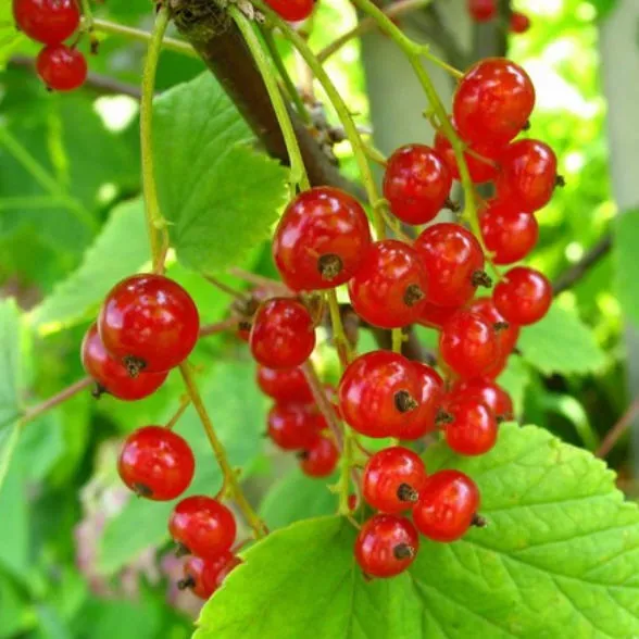 Смородина в сортах, красная  v2 Tim 