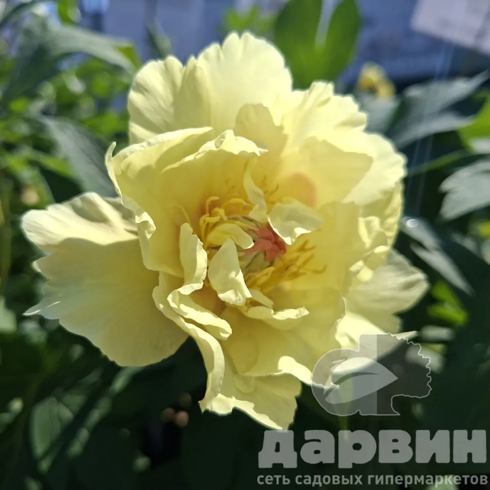 Пион Бордер Чарм v3-5 Tim 