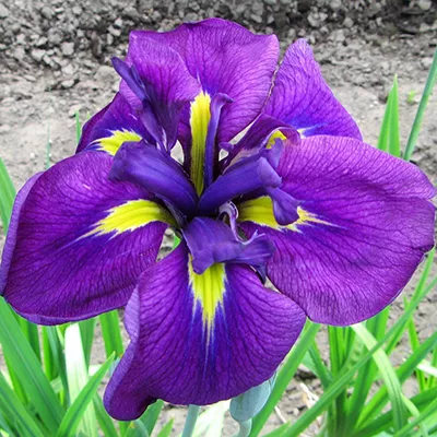 Ирис японский Пёпл Парасол d12  ХР 