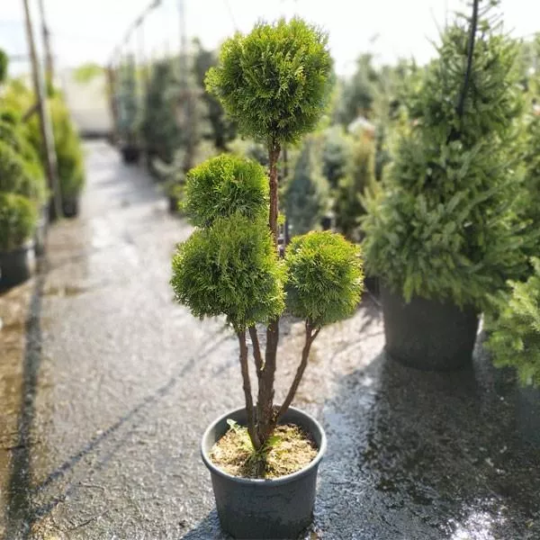 Туя западная Смарагд, форма Пом Пон 120-140 