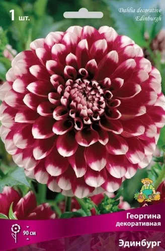 Клубень Георгина декоративная Эдинбург I 1шт Поиск 