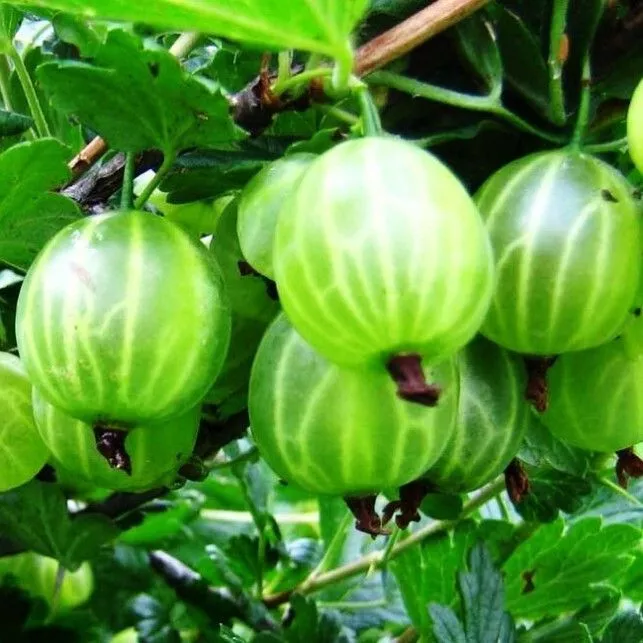 Крыжовник Малахит зел v5 Tim 