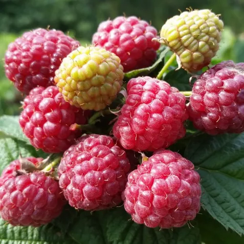 Я_Малина Королевский пингвин, красная v2 Tim 