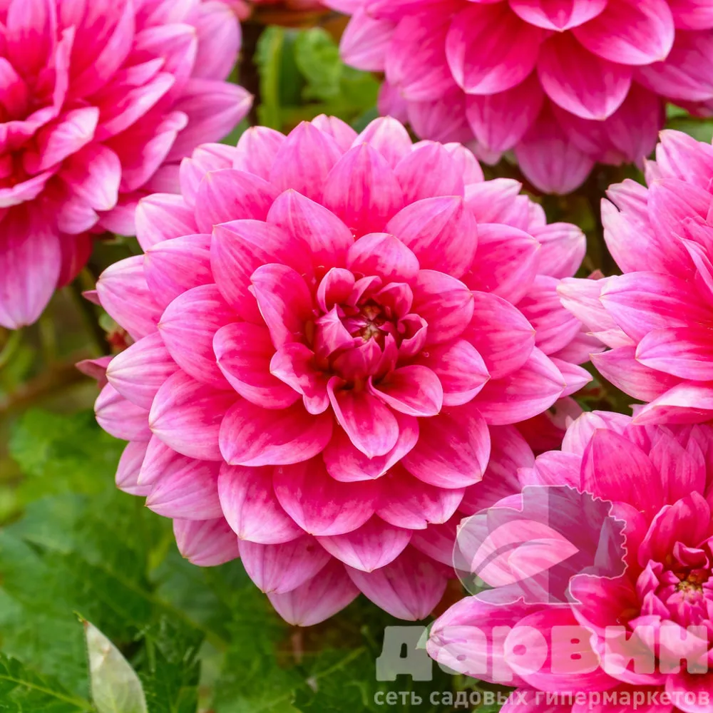 Клубень Георгина бордюрного Блюсетт I 1шт 