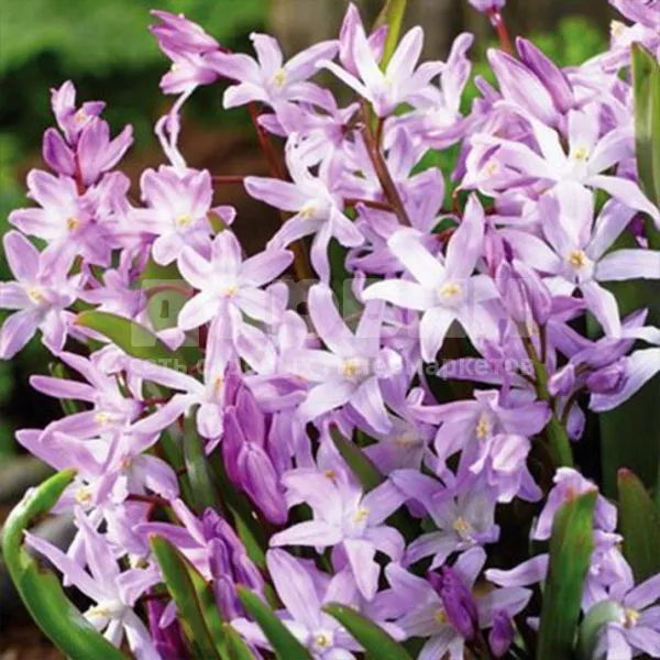 Луковица хионодокса Розеа 5/+, 10 шт/уп 