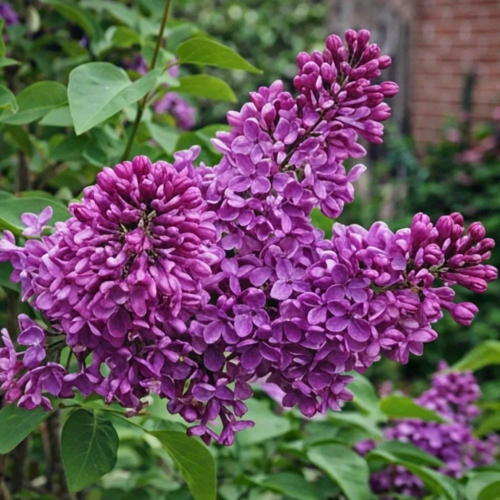 Сирень китайская Саугеана v2 Lav 