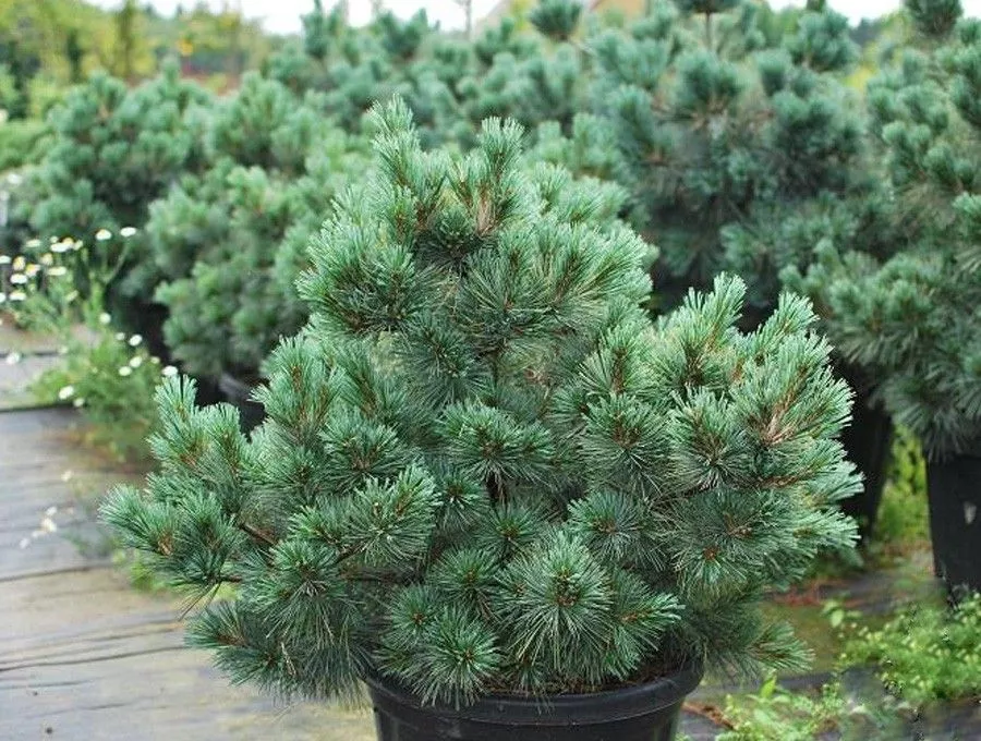 Сосна веймутова Макопин v7,5 30-40 