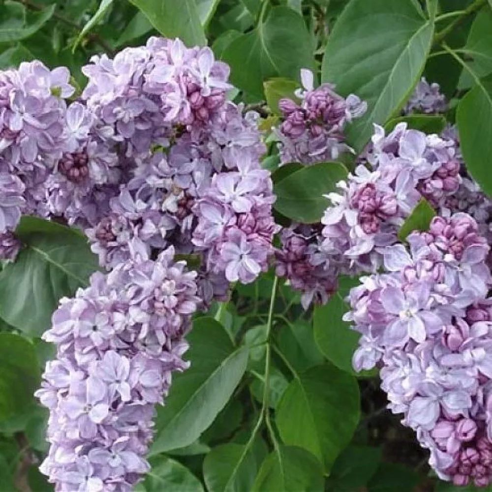 Сирень Великая Победа v2 Lav 