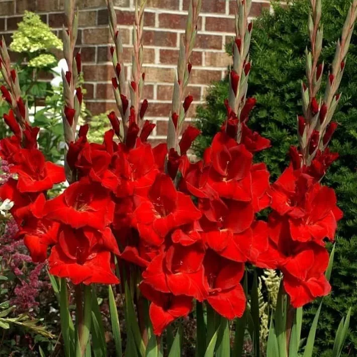 Луковица Гладиолус Оскар 14/16  10шт 