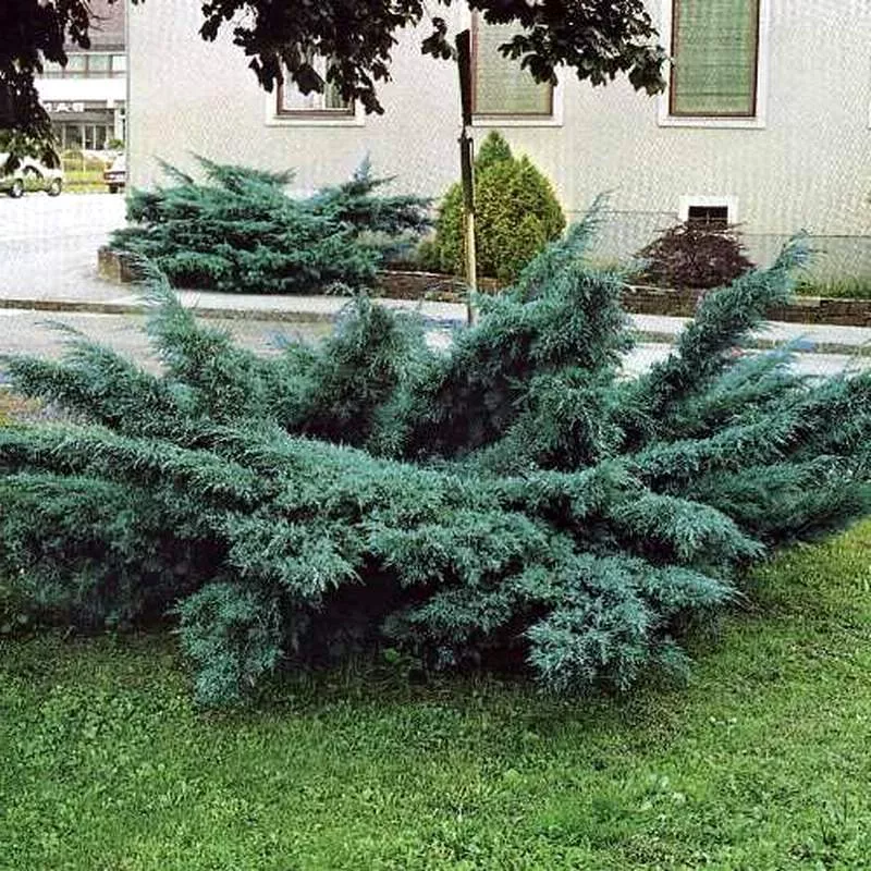 Можжевельник средний Пфитсериана глаука С7,5 UL 