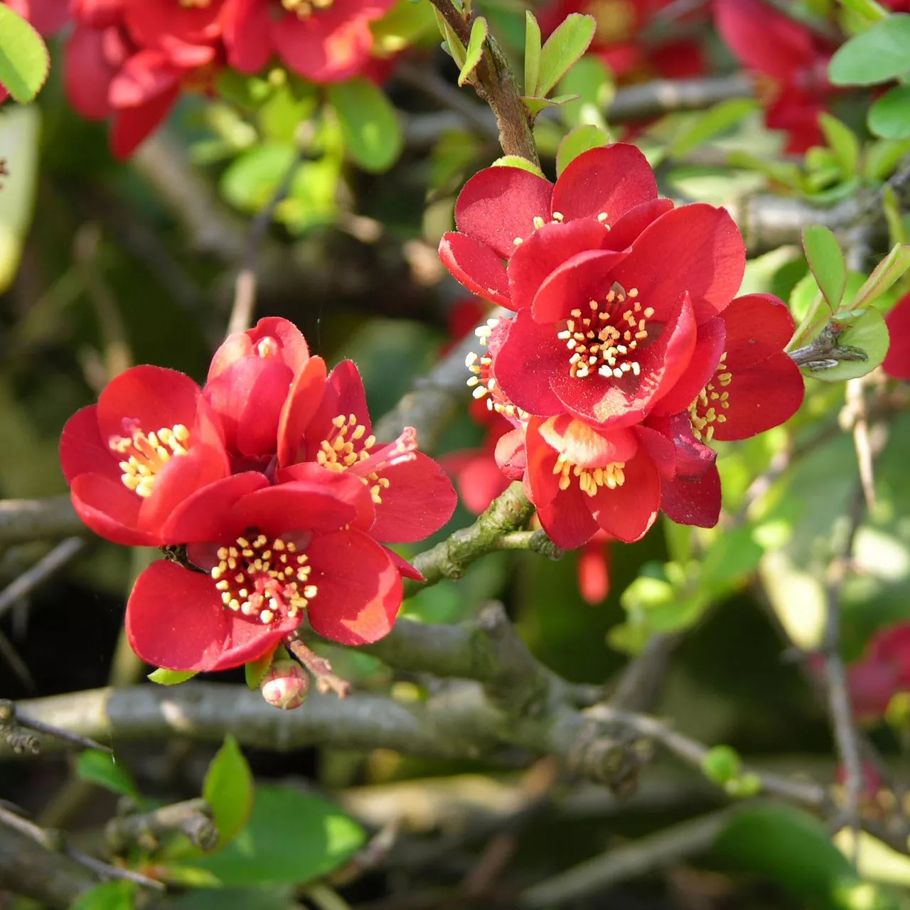 Айва Кримсон энд Голд v15 